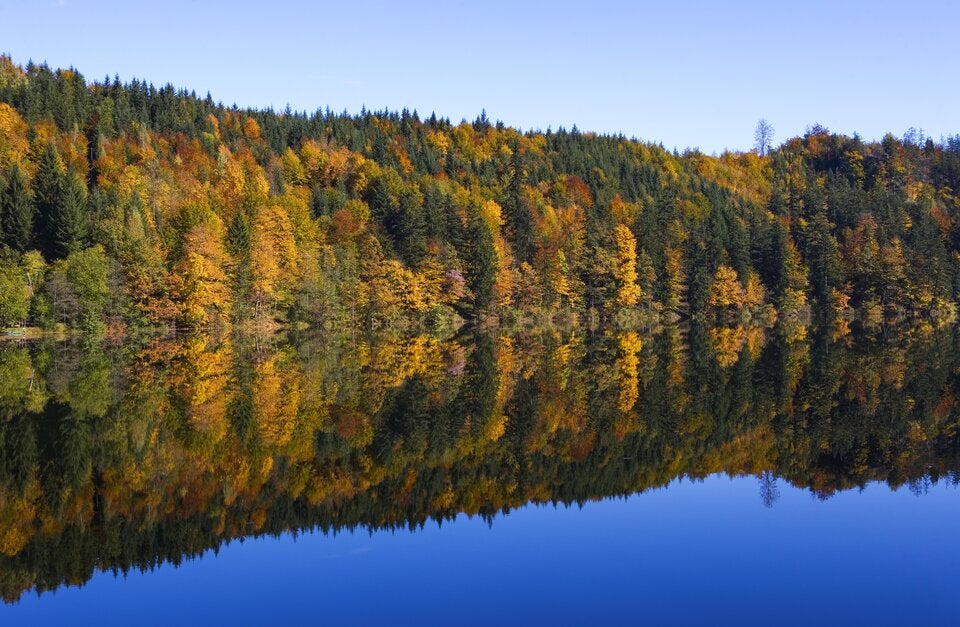 Statt Attersee: Diese Badeseen in Oberösterreich sind noch nicht so überlaufen