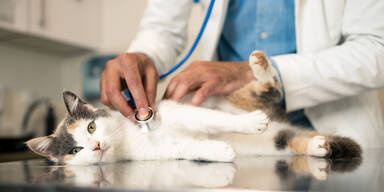 Symbolbild Tierarzt
