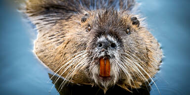 Biberverordnung: Bis zu 158 Entnahmen erlaubt