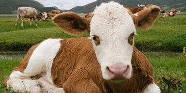 Kalb