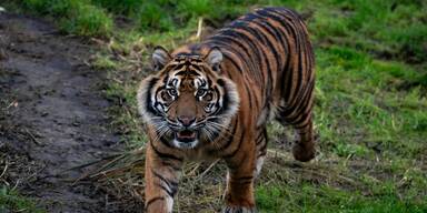 Sumatra-Tiger