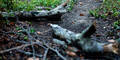 Baum Sturz Sturm