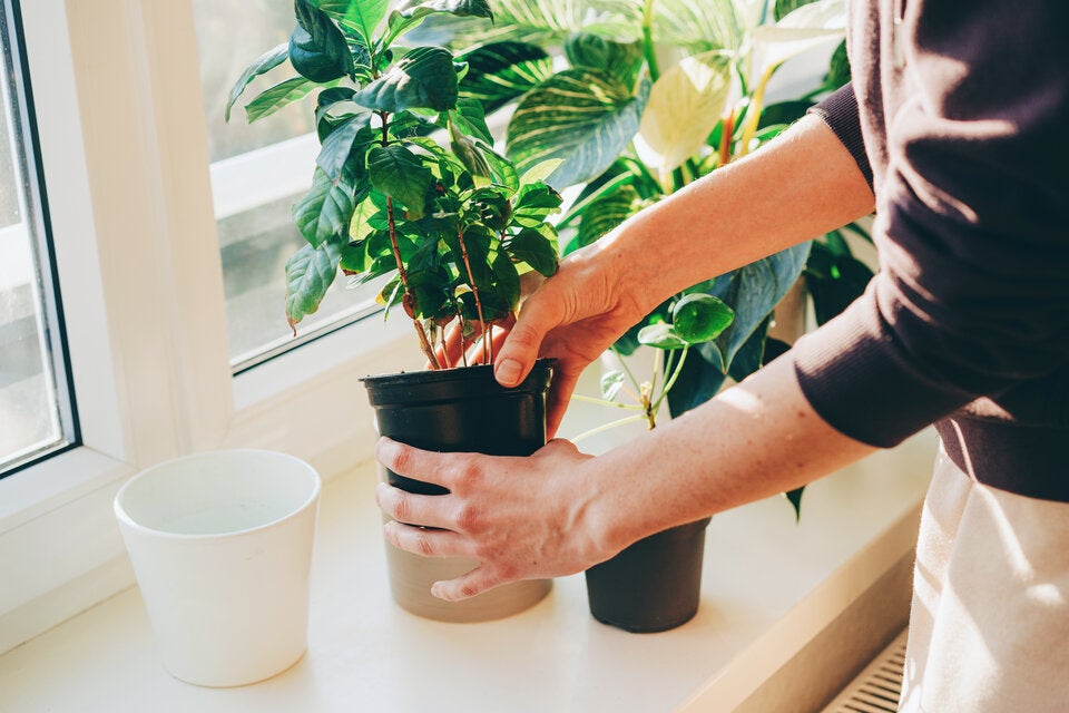 Genialer Lifehack: Warum Sie Ihre Pflanzen mit Bier gießen sollten