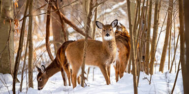Wildtiere im Winter – Überleben zwischen Stille und Frost