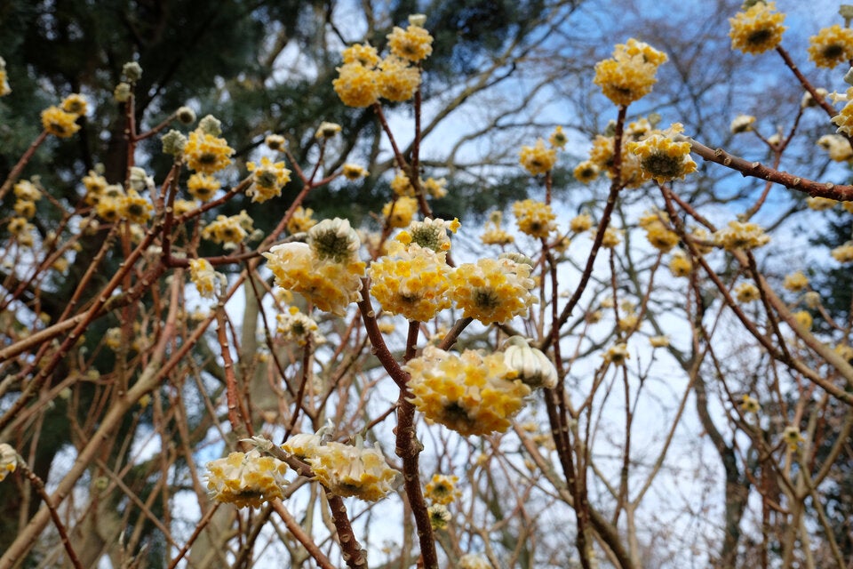 Im Garten: Diese Winterblüher sorgen schon jetzt für Frühlingsgefühle
