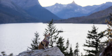 Herrchen stürzte in Gletscherspalte: So heldenhaft rettete ihn sein Hund!