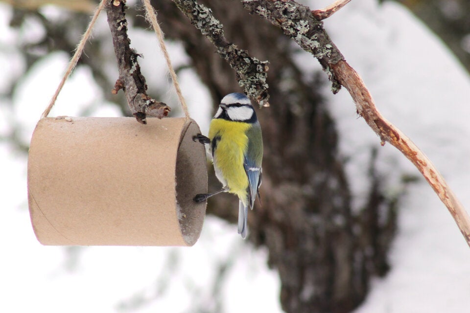 Achtung: Deshalb sollten Sie Klopapier in den Garten stellen