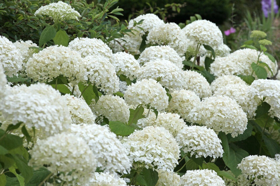 Gartentrend 2026: Diese Pflanzen machen Ihren Garten sofort luxuriös