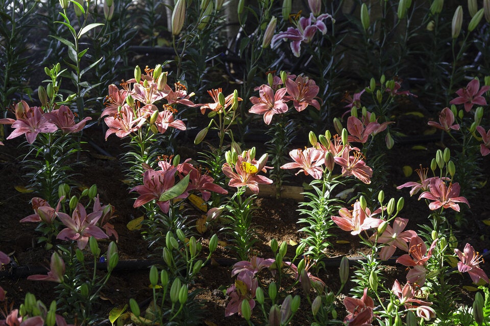 Herbstvorbereitung: Diese Pflanzen sollten Sie im August einsetzen