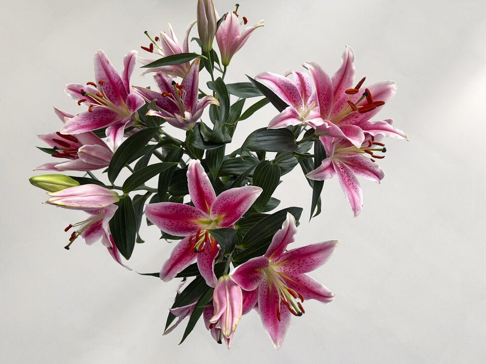 Geheime Liebesbotschaften: Die Bedeutung hinter Valentinstagsblumen