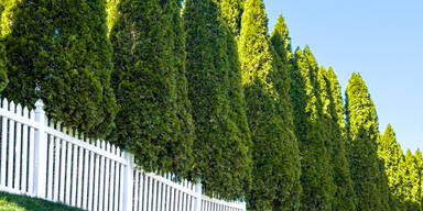 Warnung für den Garten: Hitze lässt Thujen sterben