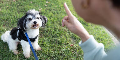 W&uuml;tende Stimmen bringen Hunde aus dem Gleichgewicht