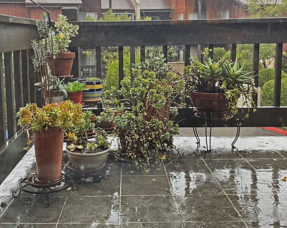 So retten wir Pflanzen und Rasen nach Dauerregen