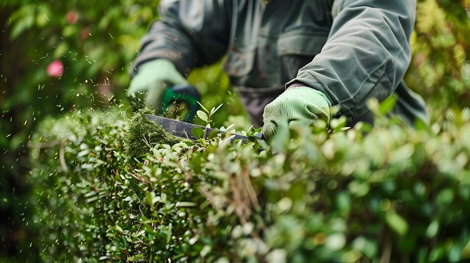 Im Juni: Diese Gartenarbeiten dürfen Sie auf keinen Fall verpassen!