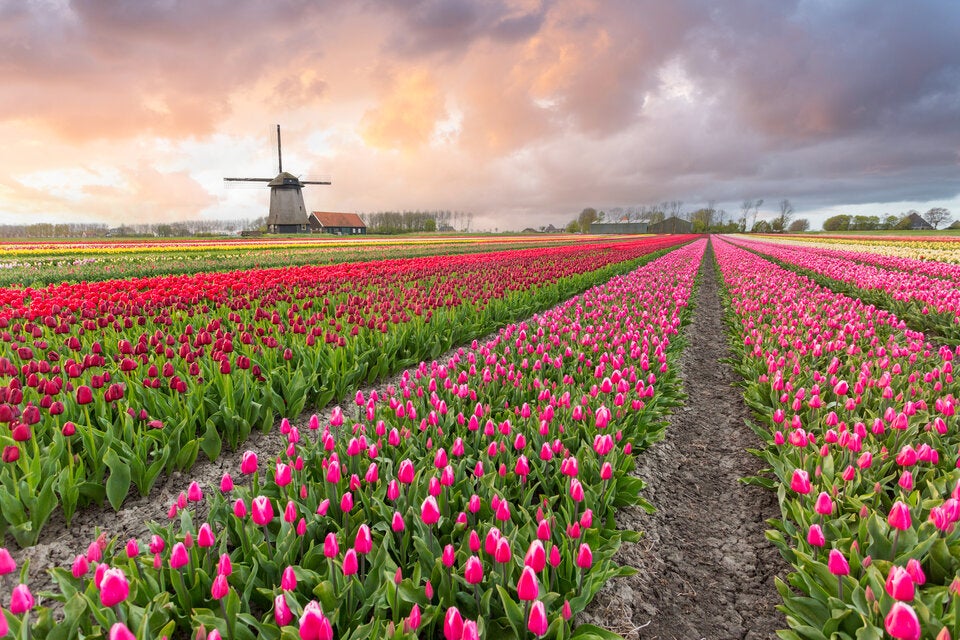 Finger weg: Warum Sie jetzt noch keine Tulpen kaufen sollten