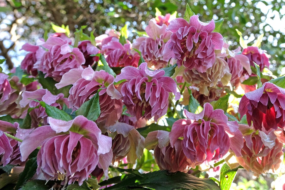 Bunt & pflegeleicht: Mit diesen Winterblumen holen Sie sich den Frühling nach Hause