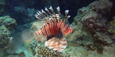 Indische Rotfeuerfische