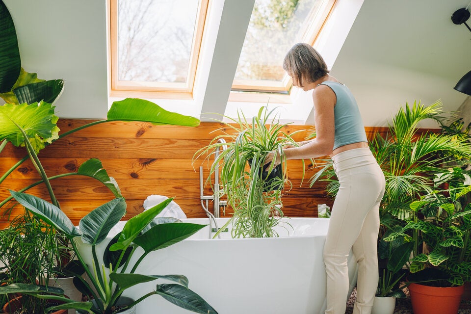 Schimmelgefahr: Diese Pflanzen helfen gegen Schimmel im Bad