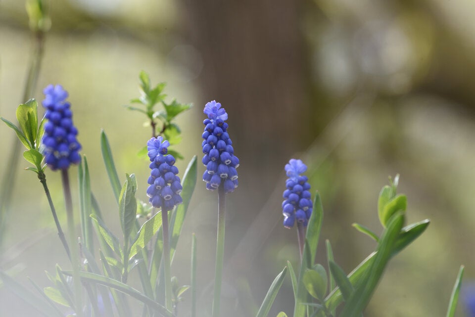 Achtung: Diese beliebten Frühlingsblumen sind giftig!