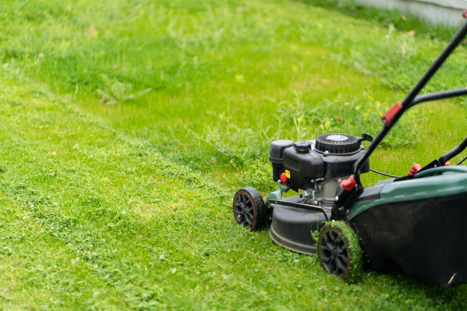 Im Juni: Diese Gartenarbeiten dürfen Sie auf keinen Fall verpassen!