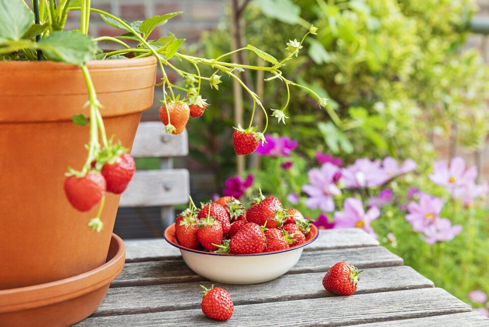 Süße Ernte garantiert: Das ist der beste Zeitpunkt, um Erdbeeren zu pflanzen