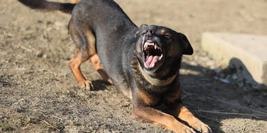 Spaziergang im Wald: Rottweiler f&auml;llt zehn Monate altes Baby an