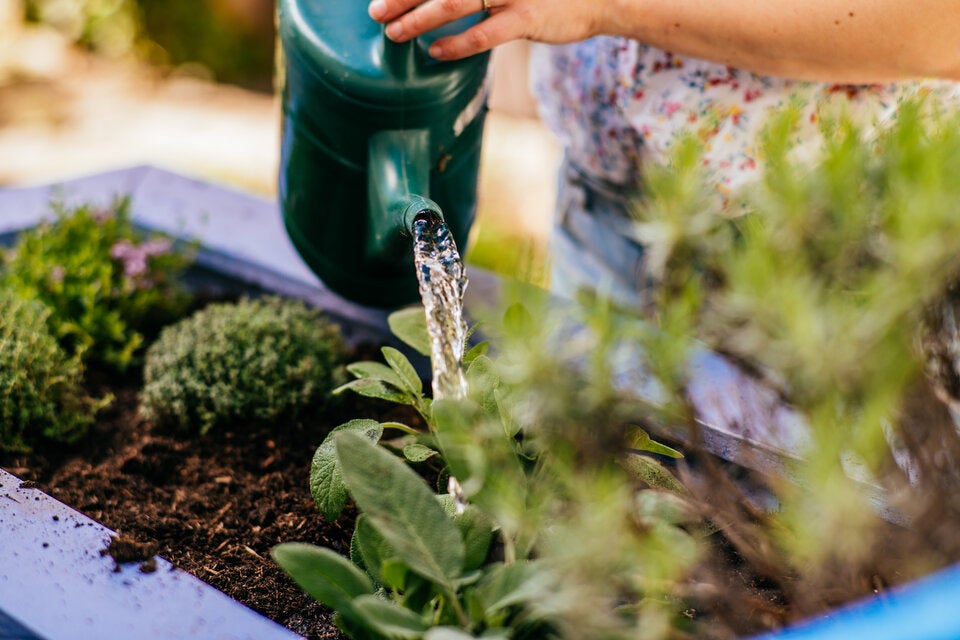 Geheimtipp: Deshalb sollten Sie Ihrem Garten zuliebe Reiswasser nicht wegschütten