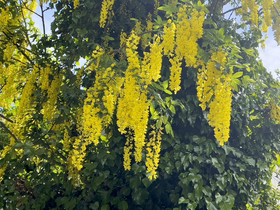 Gift-Falle im Garten: Diese beliebten Pflanzen sind lebensgefährlich