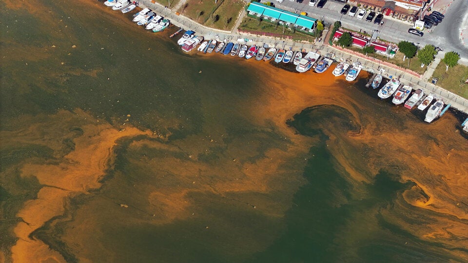 Ekel-Alarm: Meeresrotz breitet sich an Kroatiens Stränden immer weiter aus