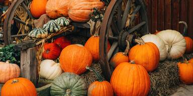 Kürbis richtig wählen: Welche Sorte passt zu welchem Gericht?