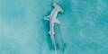 Hammerhead shark swimming in the Indian Ocean