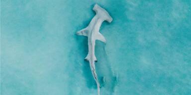 Hammerhead shark swimming in the Indian Ocean