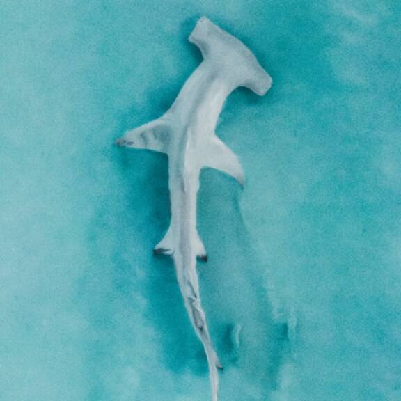 Hammerhead shark swimming in the Indian Ocean