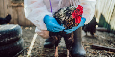Alarm in Washington! Vogelgrippe erstmals auf Menschen &uuml;bertragen