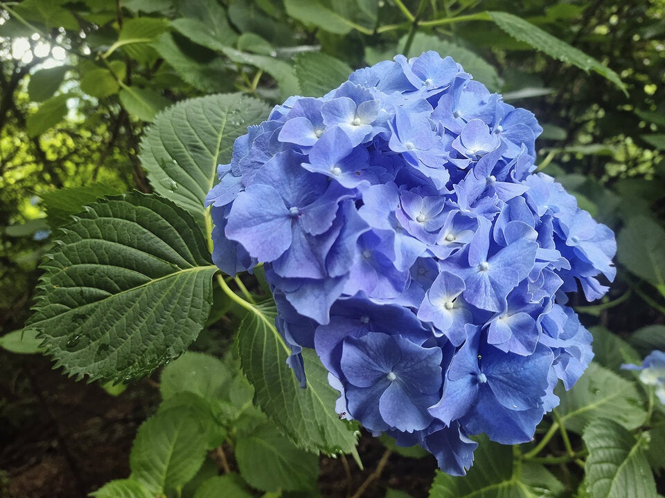 Rittersporn, Hortensie & Glockenblumen sorgen für blaue Magie im Garten