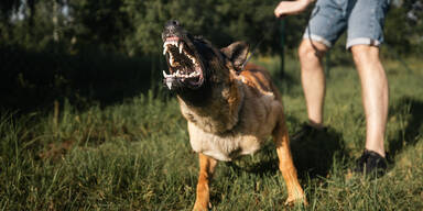 68-J&auml;hrige und Hund beim Spazierengehen gebissen