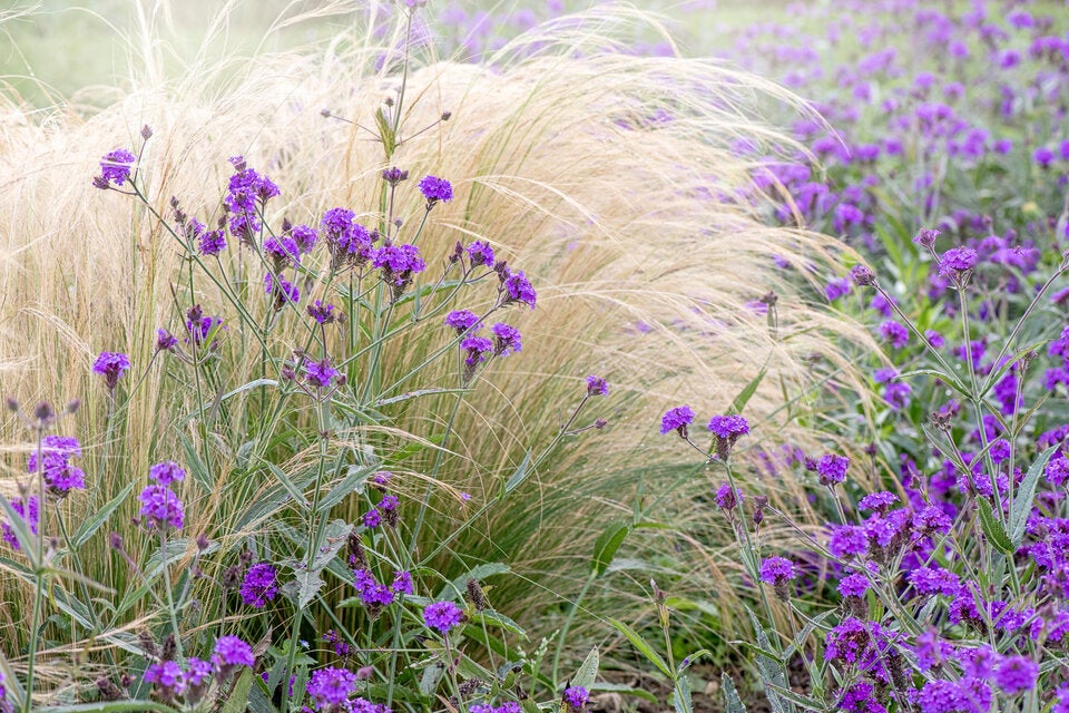 Im Herbst: So verwandeln Sie Ihren Garten in ein blühendes Paradies