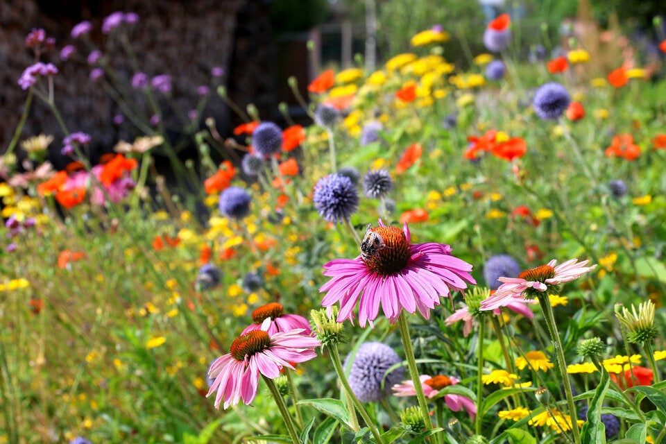 Die schönsten Garten-Trends 2025: Das kommt heuer in den Garten