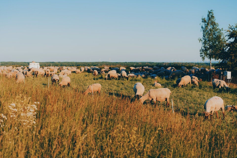 31 Weidetiere gerissen: Erstmals Wolf in Südtirol legal geschossen