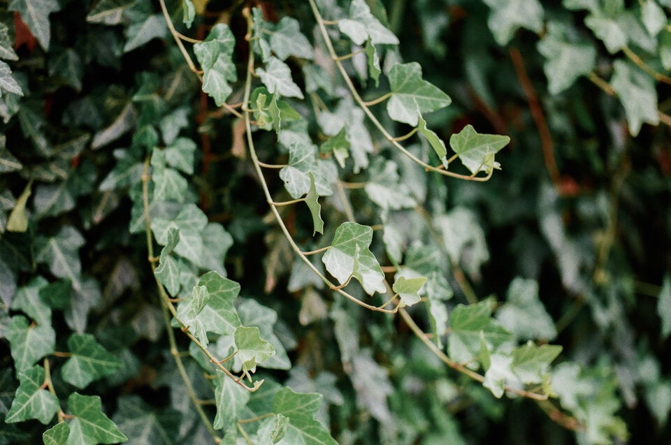 Von Mistel bis Myrte: Die geheimen Botschaften der Weihnachtspflanzen
