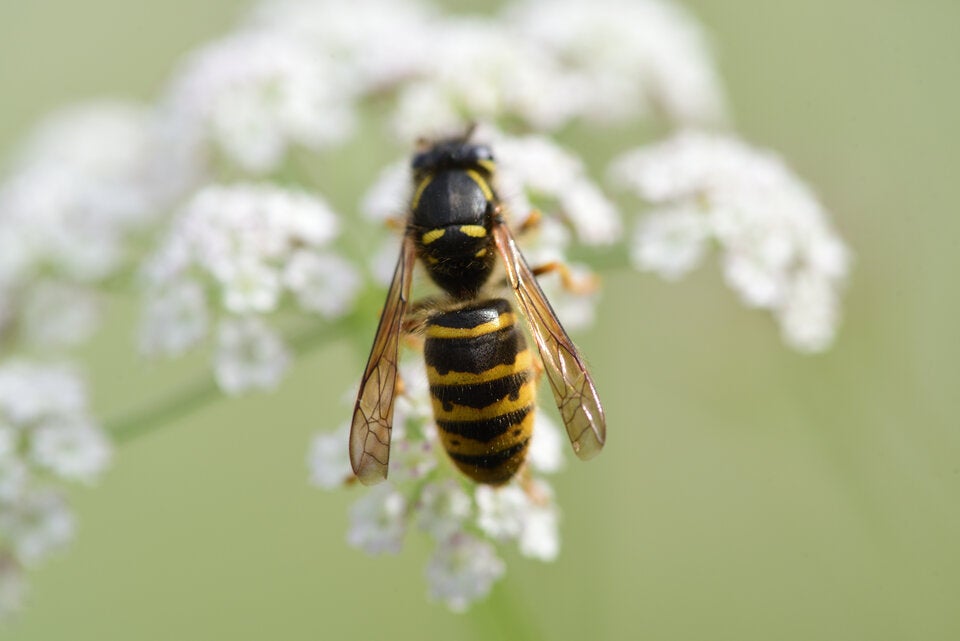 Wespenstich? Diese SOS-Tipps helfen sofort gegen Schmerz, Schwellung & Juckreiz
