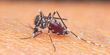 Graz kämpft gegen Invasion der asiatischen Tigermücke