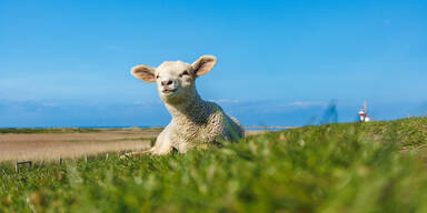 Schafe gestohlen und in Wohnung geschlachtet