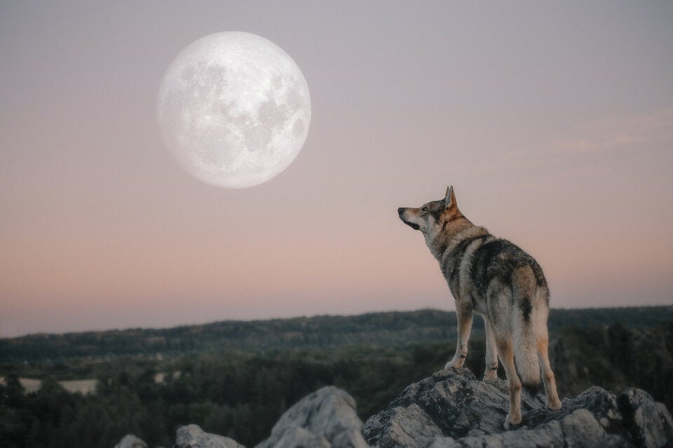 31 Weidetiere gerissen: Erstmals Wolf in Südtirol legal geschossen