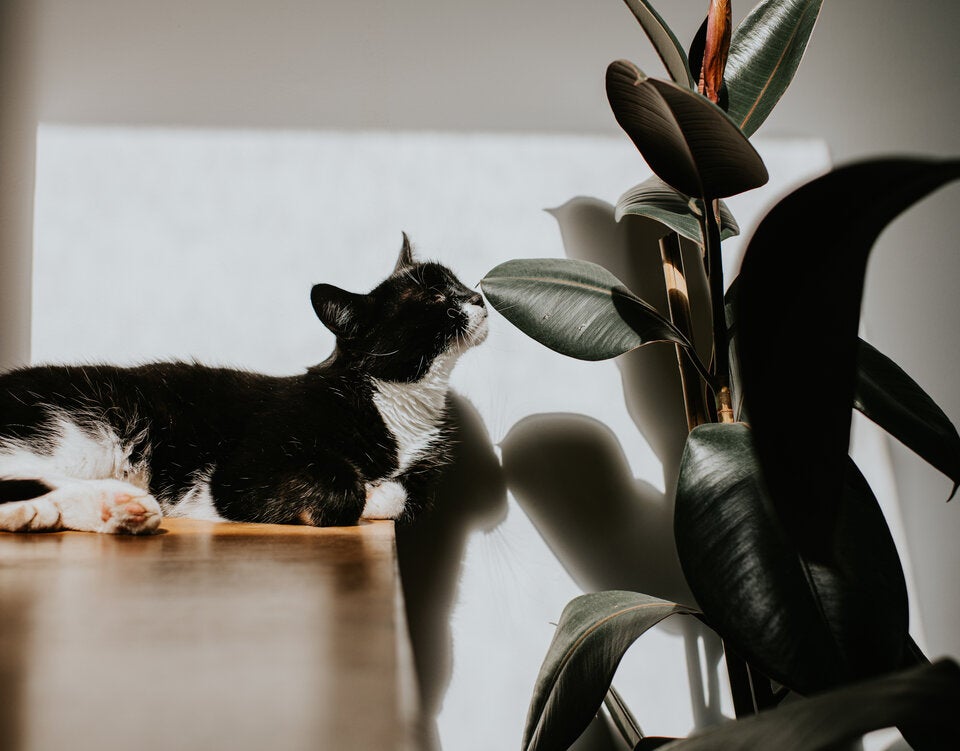 Diese Zimmerpflanzen-Trends dürfen 2025 bei uns einziehen