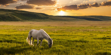 Chinesisches Neujahr: So wirkt sich Jahr des Feuer-Pferdes auf Ihr Sternzeichen aus