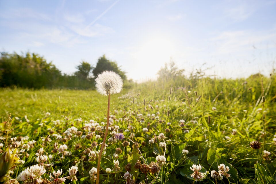 Hätten wir NIE gedacht: Was der Löwenzahn wirklich über Ihren Garten verrät
