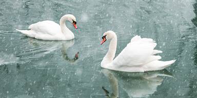 "Fressen alles weg!" K&auml;rntner Ort versinkt in Schwan-Plage