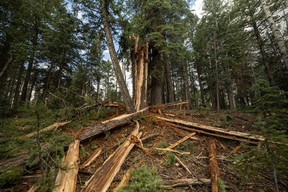 Unsichtbare Zerstörung: Blitzsterblichkeit verändert unsere Wälder weltweit. 