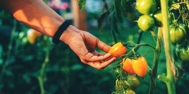 DAS ist die teuerste Tomate der Welt